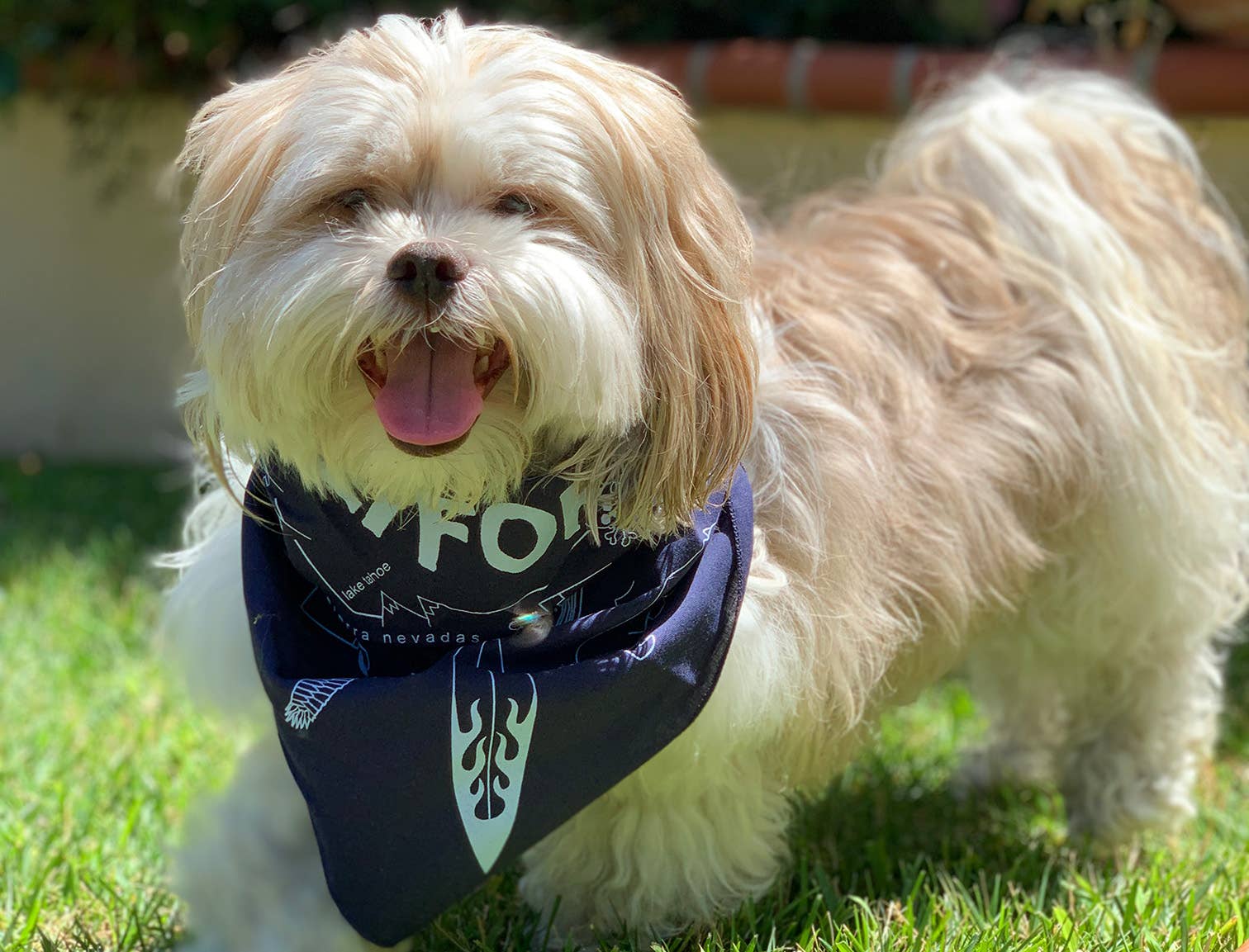 Paris Bandana